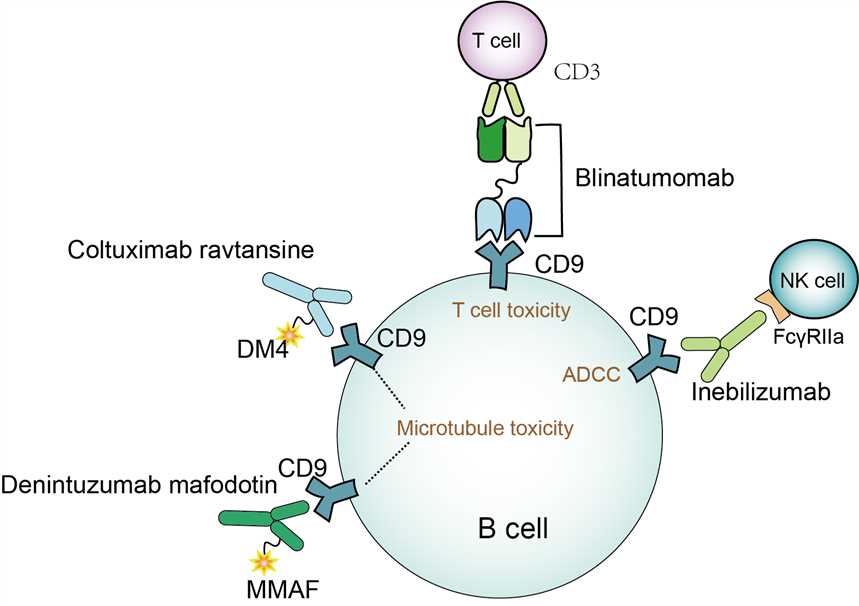 Mechanism of action of Belimumab